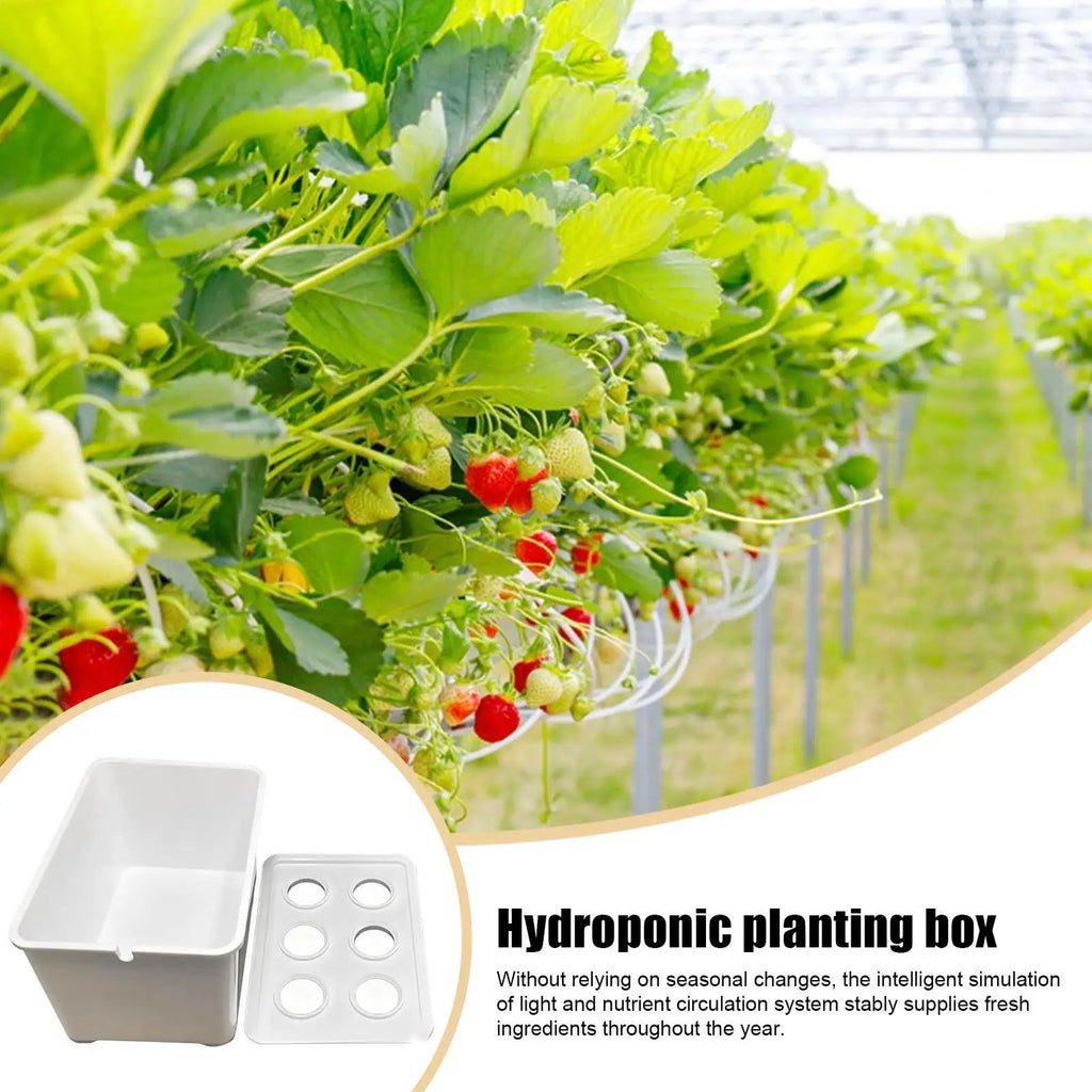 Hydroponics Growing System Kit 6-Holes Cultivation System Garden Cultivation Box For Vegetables Flowers Fruits Indoor Outdoor