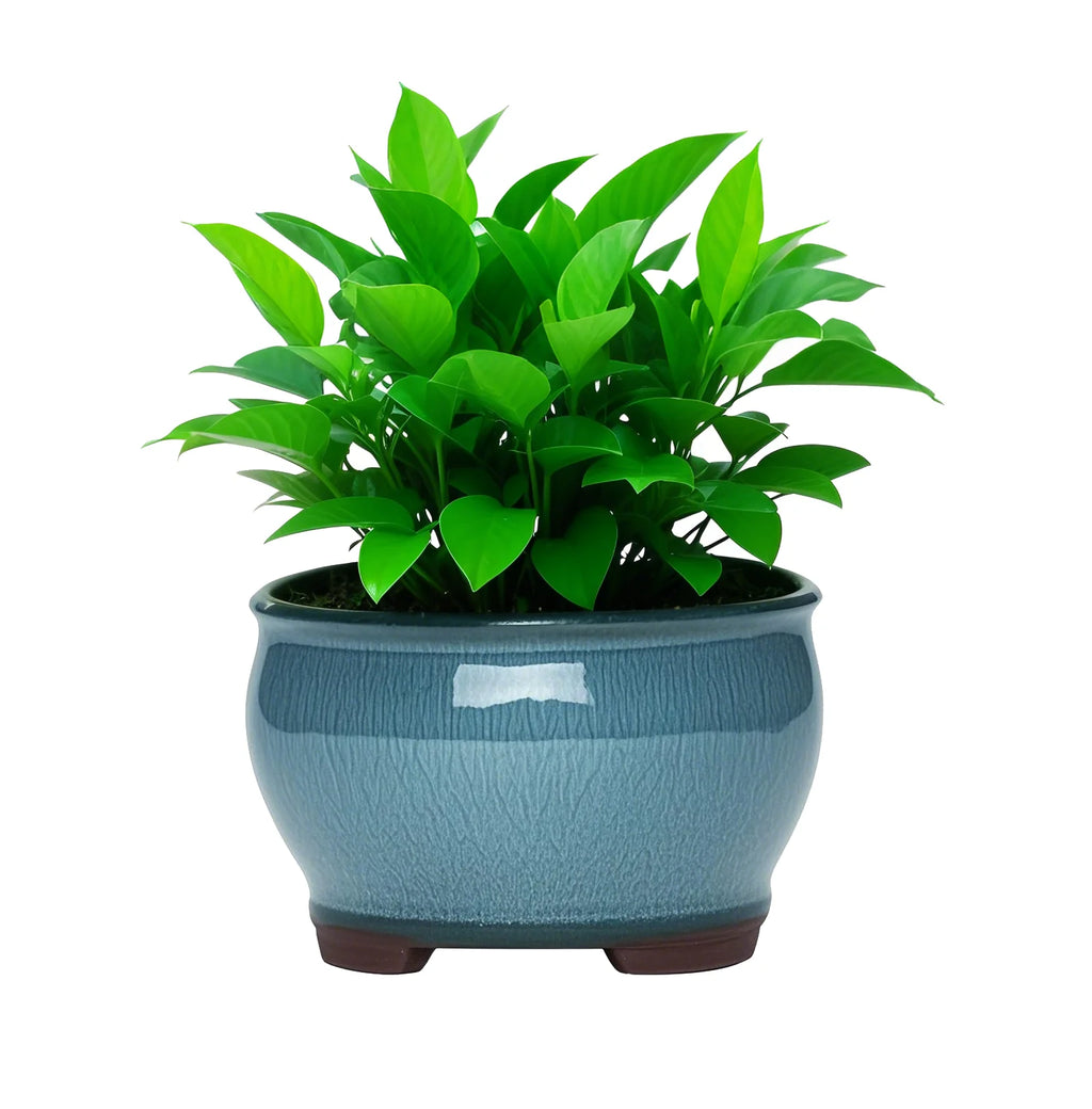 Ceramic Garden Planter Pots Ceramic Plant Pots with Drainage Holes for Indoor Flowers Cactus Herbs Aloes