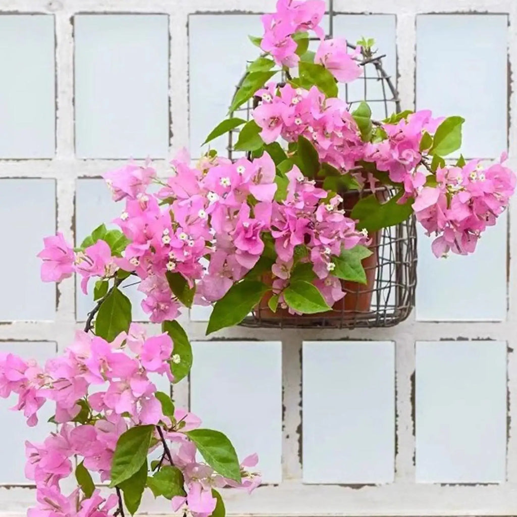 Wall Mounted Basket Hanging Planter Flower Pot Stand Iron Wire Mesh Basket for Garden Balcony Yard Backyard Retro Design Storage